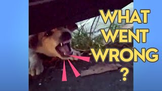 Rescue Angry Stray Puppy Scooped Into Shopping Bag: What Went Wrong? by PAWS NATION 375 views 5 months ago 2 minutes, 20 seconds