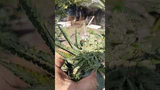 Platinum Gelato : In House Genetic