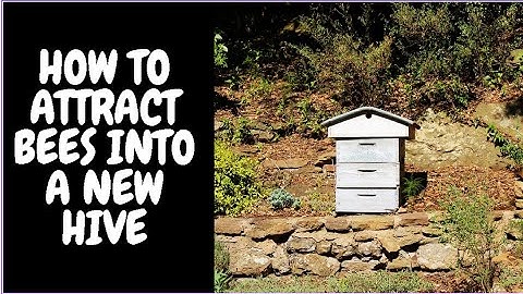 How To Attract Bees Into A New Hive