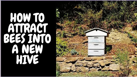 How To Attract Bees Into A New Hive