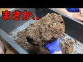 夏にクワガタを入れた虫かごをひっくり返した結果