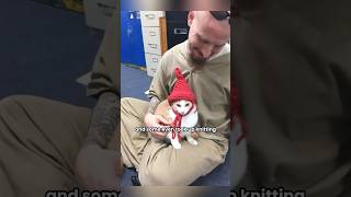 they are all redeeming each other #shortvideo #cat#straycat#prison#shorts#healing