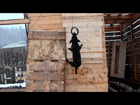 Рокси, прыжки по отвесной стене. Patterdale terrier