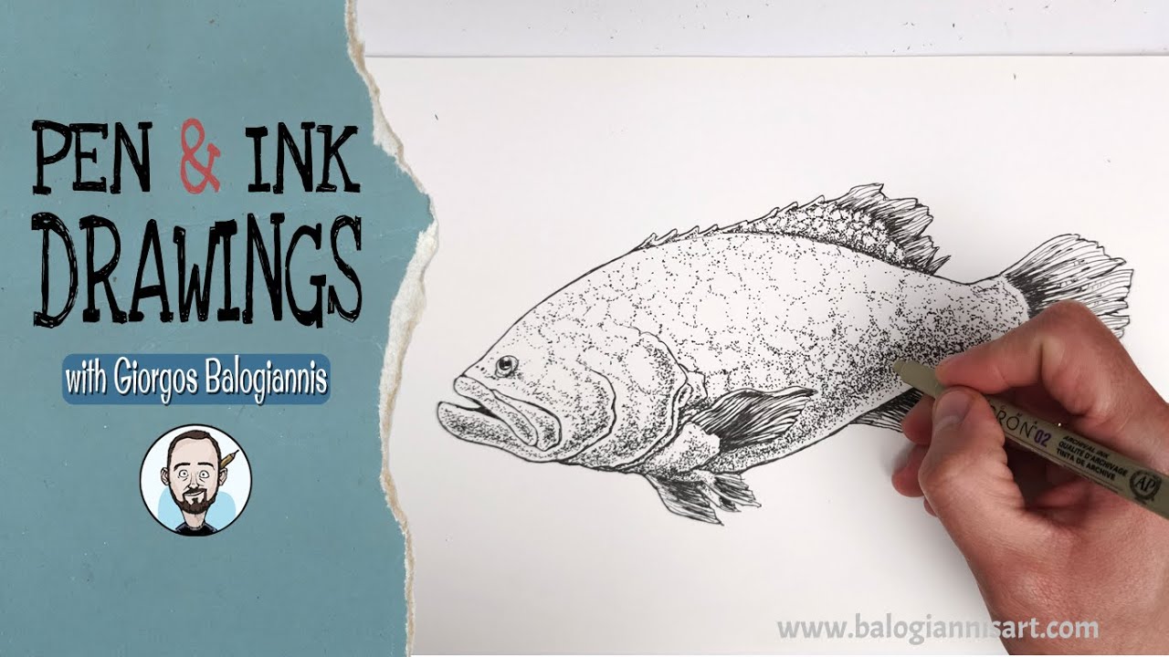 Hello Mr. Grouper! [Speed Drawing] | Pen & Ink Drawings - YouTube