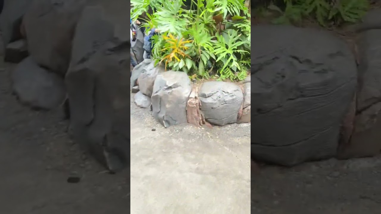 Danger bugs 3d show Disney world