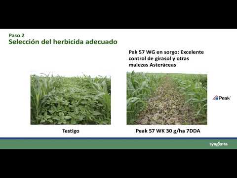 Video: Información de la planta Hydrilla: aprenda a eliminar las malas hierbas de la planta Hydrilla