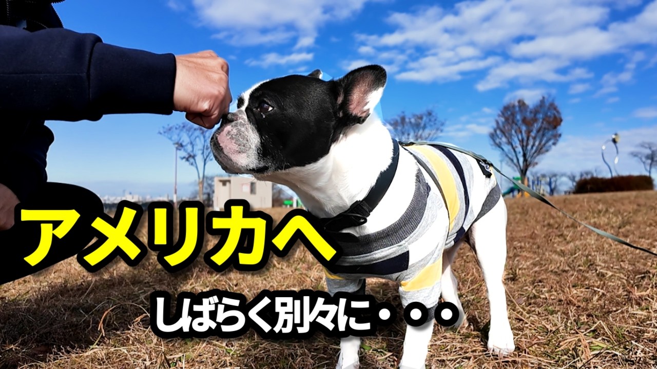 『ご報告』2026年愛犬とアメリカへお引っ越し。一足先に夫、渡米