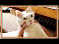 猫のキクちゃんにマッサージ！【ねこのきもちより】☆Massage to Kiku-chan, the cat!