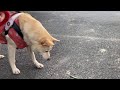 生々しい青虫もなでなで出来る