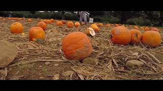 Visit To Pumpkin Patch