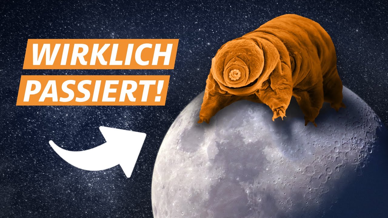 Wie 1.000 Bärtierchen den Mond eroberten