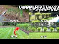 Growing HUGE Ornamental Grasses - Privacy &amp; EASY!