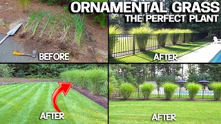 Growing HUGE Ornamental Grasses  Privacy & EASY!