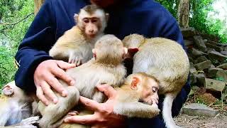 Perfect Brother Take Care Cute Baby Animals by Baby Monkey 385 views 1 month ago 10 minutes, 29 seconds
