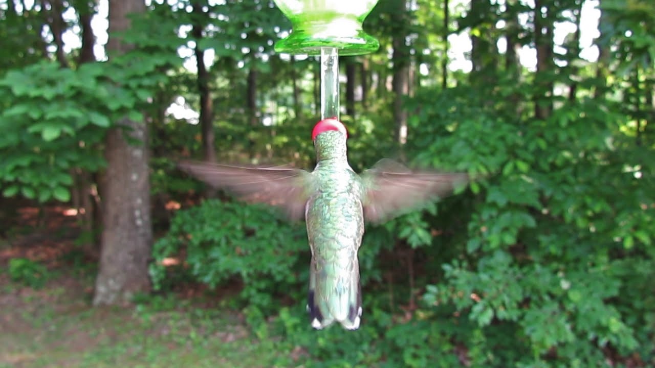 A View from the Rear of Feeding Hummingbirds (HQ) - YouTube