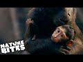 Macaques Welcome Baby Monkey to the Family | The Secret Life of the Zoo | Nature Bites
