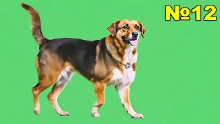 Happy Dog Green Screen | Free Pet Overlay for Videos 🐾🐶🐕‍🦺 Free 2K Stock Video Download FOOTAGE 🔥🐈