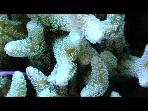 Video: Koralový had: vlastnosti, životný štýl, biotopy