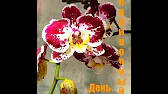 Лаленка