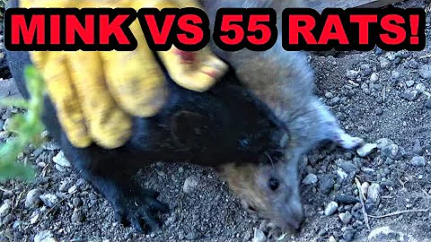 Mink Terminates 55 Rats With Help From Dogs.