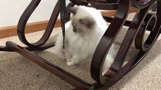 Ragdoll kitten - Котенок рэгдолл и первый убыток - порченная мебель Ragdoll kitten - Котенок рэгдолл и первый убыток - порченная мебель