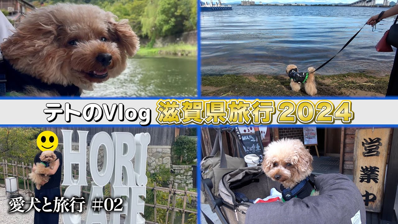 【トイプードルのテト】ドッグヴィラ別邸あかい・お誕生日おめでとう旅行 その2