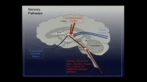 Nov, 25 (morning) - Random Graphs in the Brain