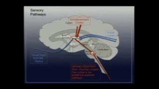 Nov, 25 (morning) - Random Graphs in the Brain