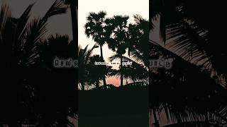 செல்லமாய் சண்டை போட்டு🍃✨️ #short #tamilsong #lyricssong #viral #nature