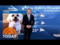 Watch this meteorologists dog interrupt his humans weather report