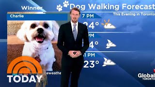 Watch This Meteorologist’s Dog Interrupt His Human's Weather Report