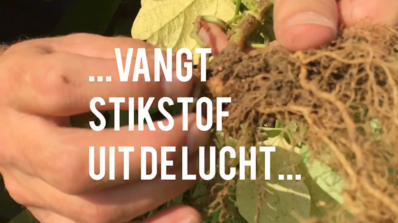 Hoe groeit een bruine boon? - Trinke van Dam - Peulvruchten.nl