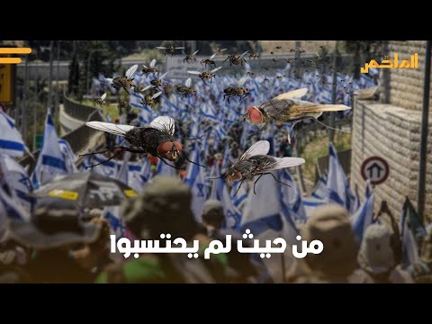 بعد الوشق ذباب مصري يزلزل أركان الكيان بعمليات مفاجأة ذبابة إسرائيل تعيد أمجاد بعوضة النمرود