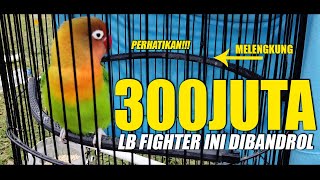 300JUTA BANDROL LB FIGHTER INI!!