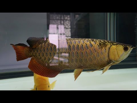 Beautiful Super High Back Golden Arowana Fish | Arowana Tank Collection