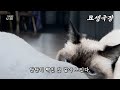 [묘생극장] 수컷뿐인 다묘 집에 공주님이 있다는데, 과연 어떻게 된 일일까? #냥생극장