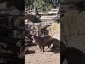 hippo 🦛🔥 #hippo #wildlife #riosafari #santapola #spain #reelshorts #youtubeshorts