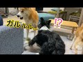 優しい犬「福丸」がボーダーコリー「こゆき」に怒った理由…