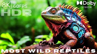 Wild Colors Come Alive! Explore Reptile Wonders in 8K HDR Dolby Vision