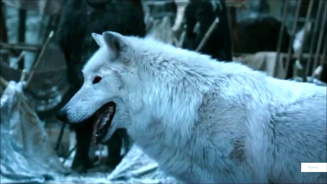 Jon And Ghost Direwolf Game Of Thrones Youtube