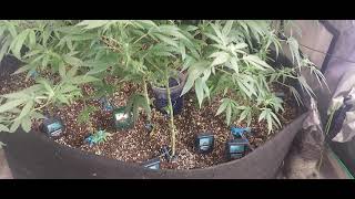 Grower Deacon Dave indoor cannabis grow update on 10/22/21