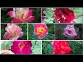 Sale For Seeds Rose Blue