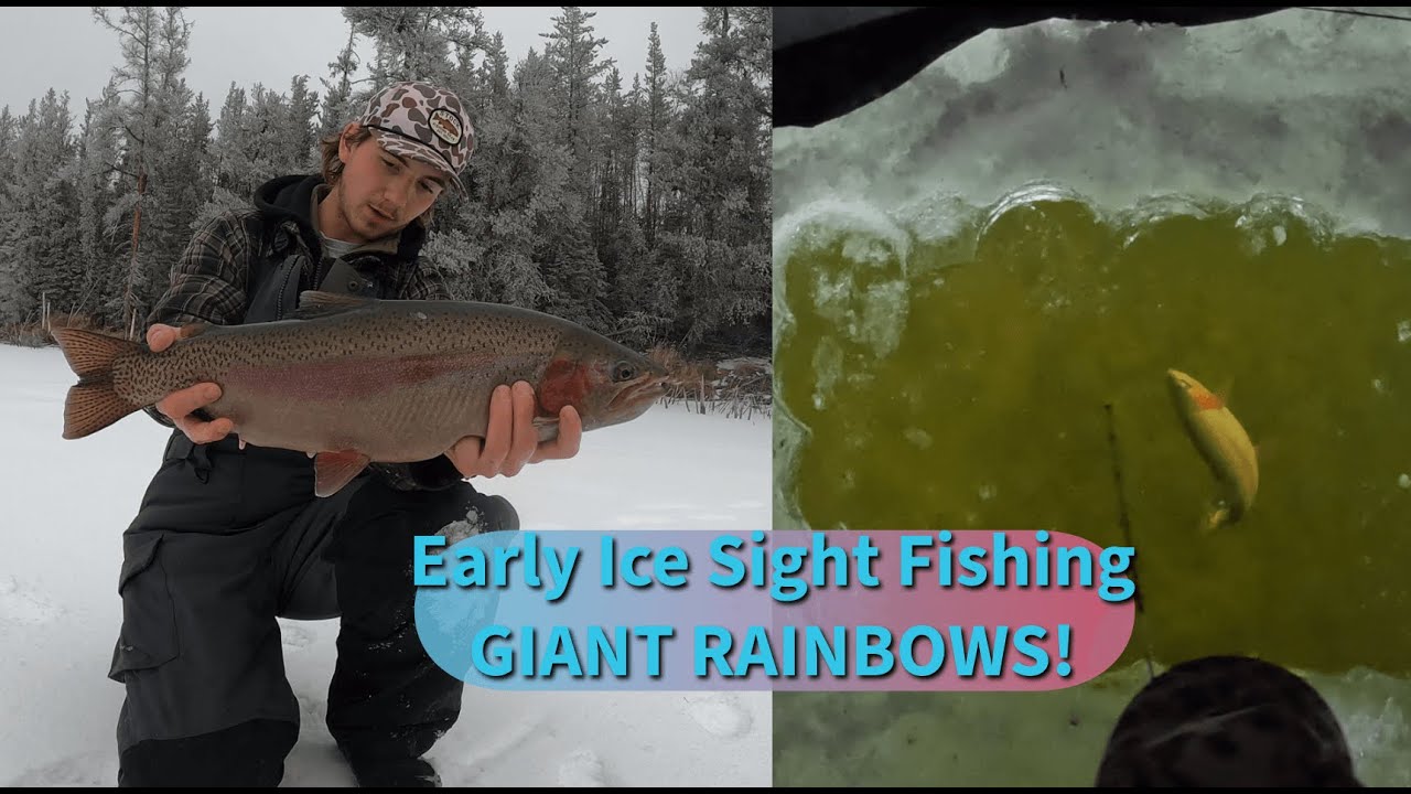 GIANT Early Ice Trout (Insane Sight fishing)