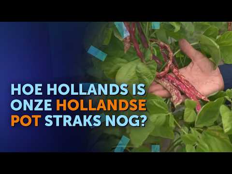 Hoe HOLLANDS is de HOLLANDSE POT straks nog? 'BONEN zijn 35 graden NIET gewend' | Nieuws van de Dag