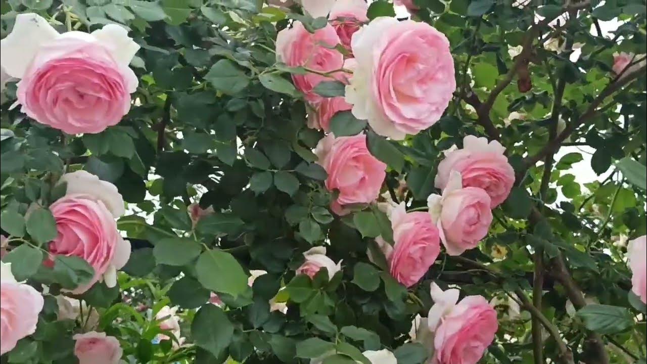 обрезала розу "Эден Роуз". - YouTube