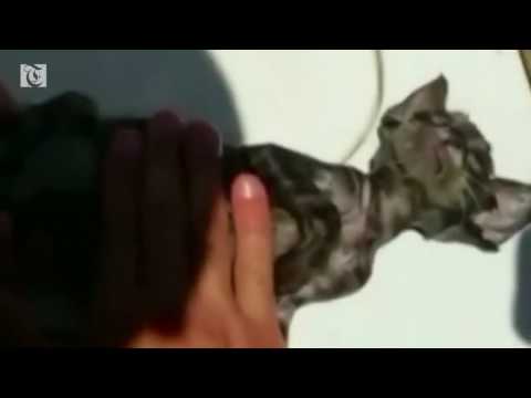 Italy Kitten Rescue: After mouth-to-mouth, cat comes back