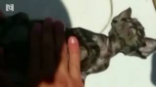 Italy Kitten Rescue After Mouth-To-Mouth, Cat Comes Back