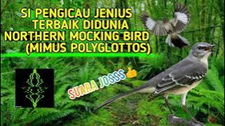 PENGICAU HANDAL JENIUS NORTHERN MOCKING BIRD COCOK BUAT MASTERAN SUARA JENIH