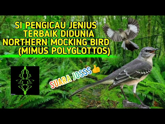PENGICAU HANDAL JENIUS NORTHERN MOCKING BIRD COCOK BUAT MASTERAN SUARA JENIH class=