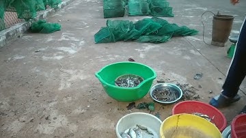 thả lồng bắt quái mùa xã lúa ở lại qua đêm trong rừng và sáng hôm sau